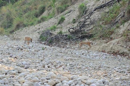 Jim Corbett Resort Rāmnagar Extérieur photo